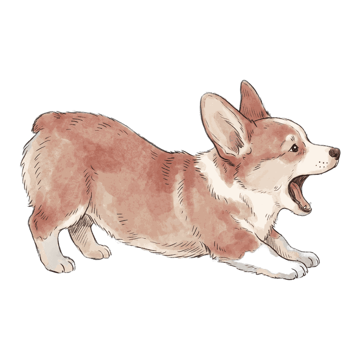 Butter, Corgi