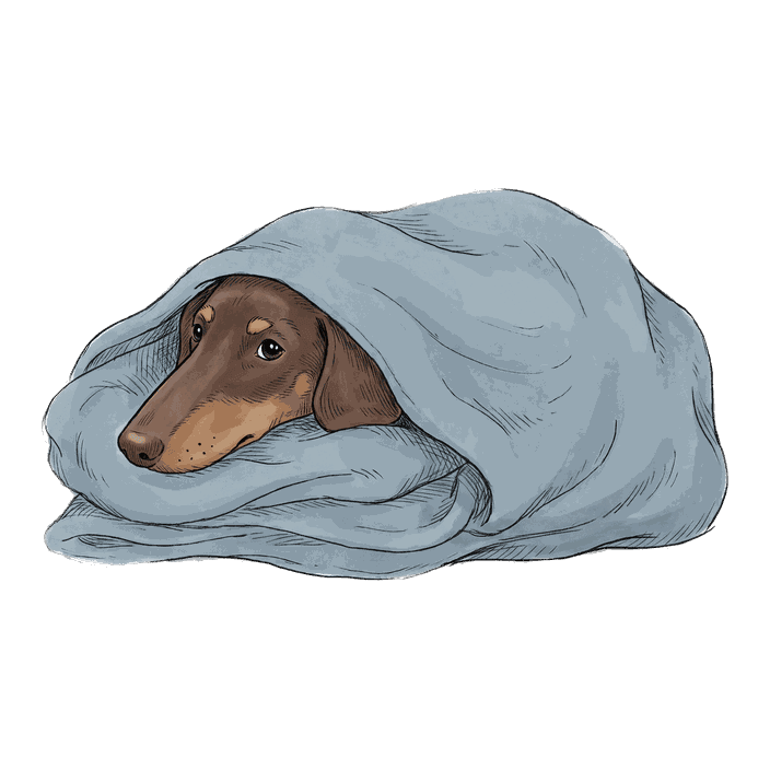 Noodle, Dachshund