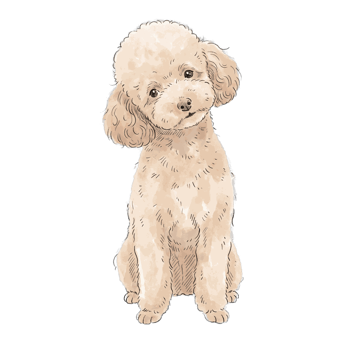 Latte, Poodle