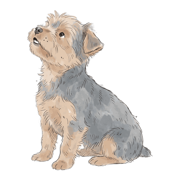 Momo, Yorkie