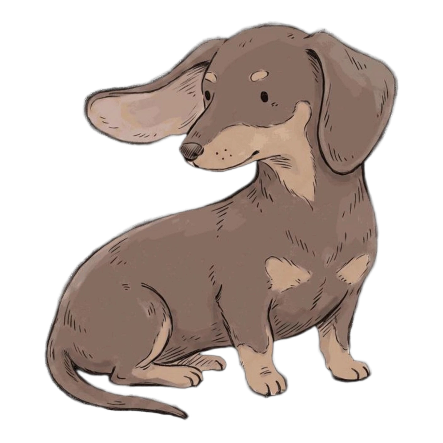 Noodle, Dachshund