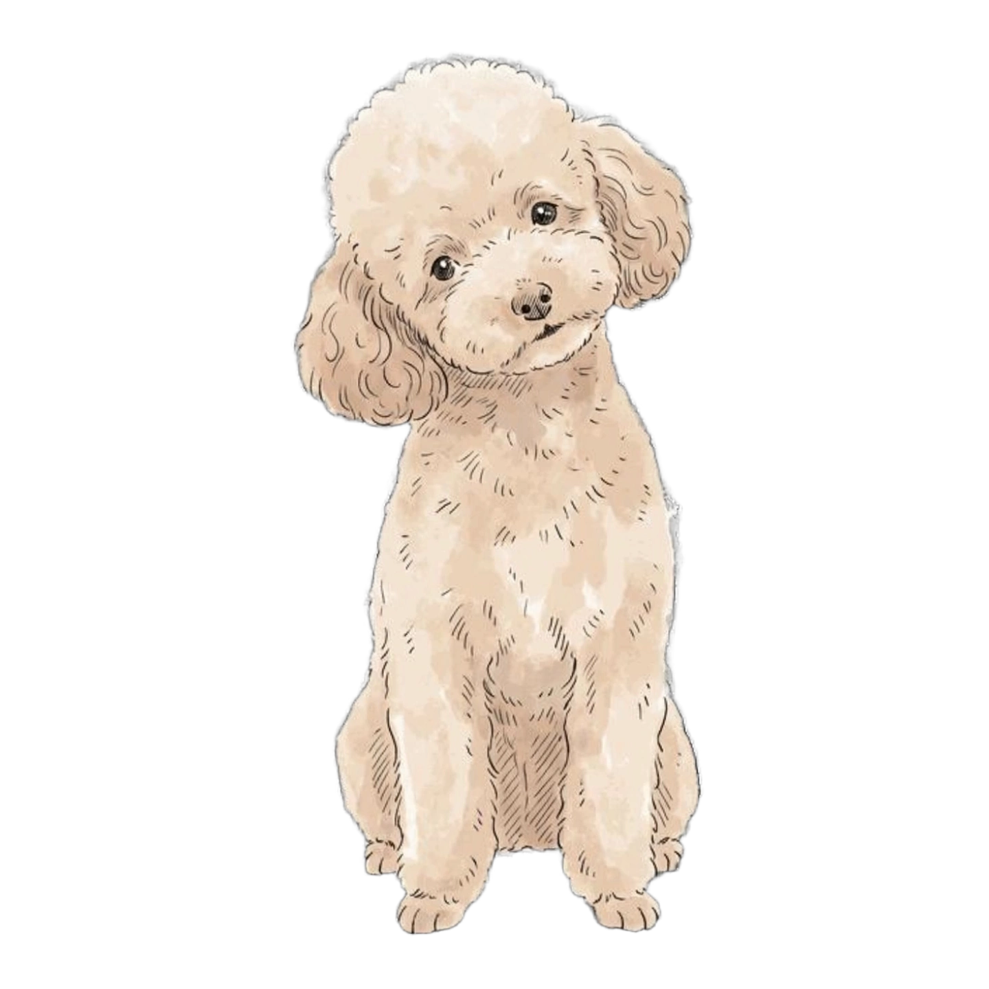 Truffle, Poodle