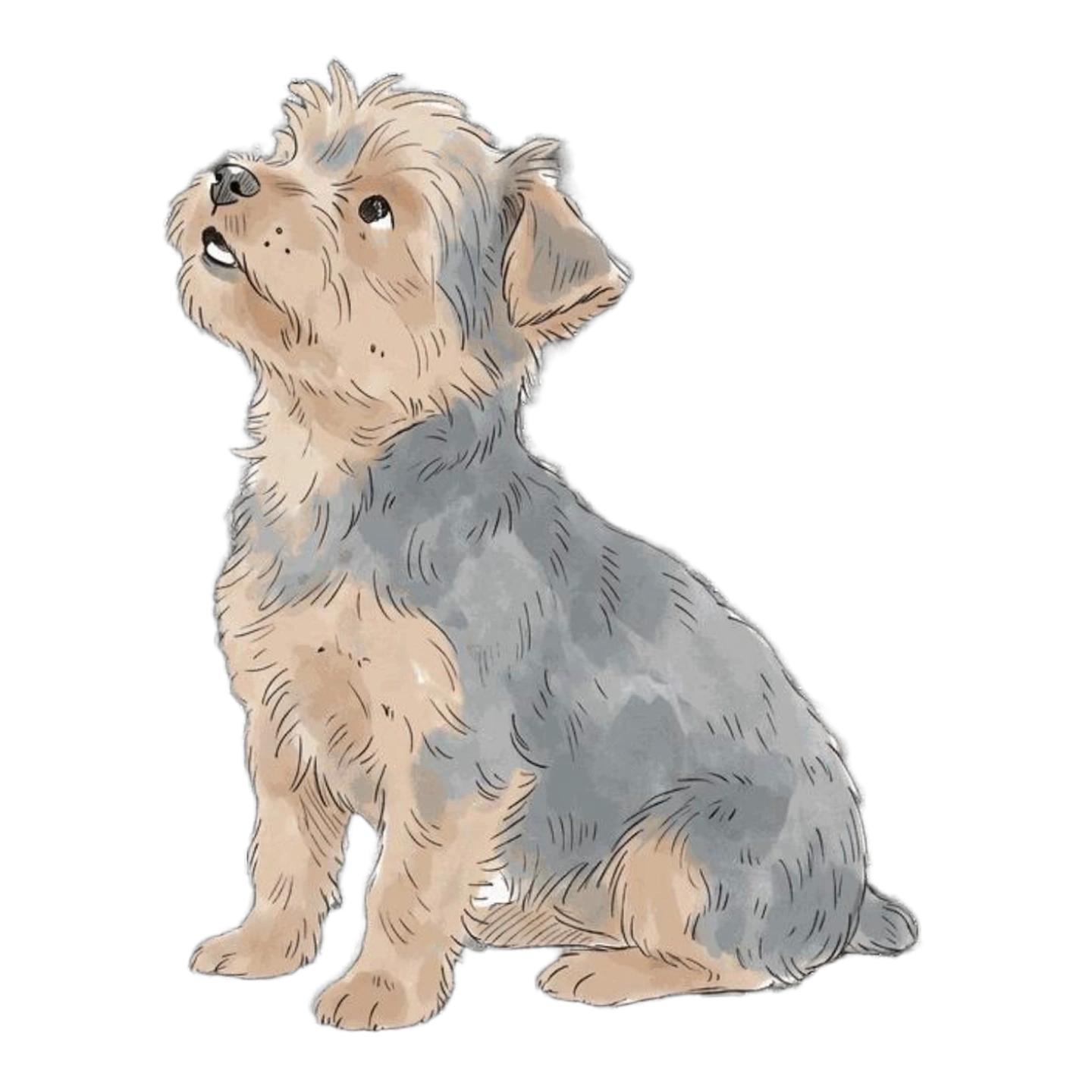Button, Yorkie